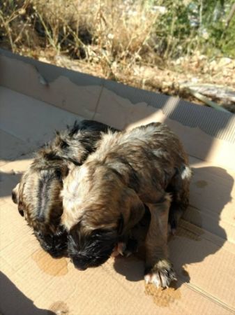 Mersin'de Vicdansızların kuyuya attıkları 4 köpek yavrusundan 3'ü telef oldu 6