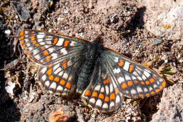 "12 bin yaşındaki" kelebek, Ağrı Dağı'nda yeniden görüntülendi 14