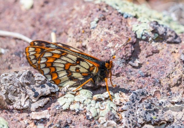 "12 bin yaşındaki" kelebek, Ağrı Dağı'nda yeniden görüntülendi 4