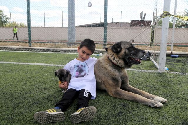 Sivas'ta Kangal köpekleri, sahipleriyle jürinin karşısına çıktı 11