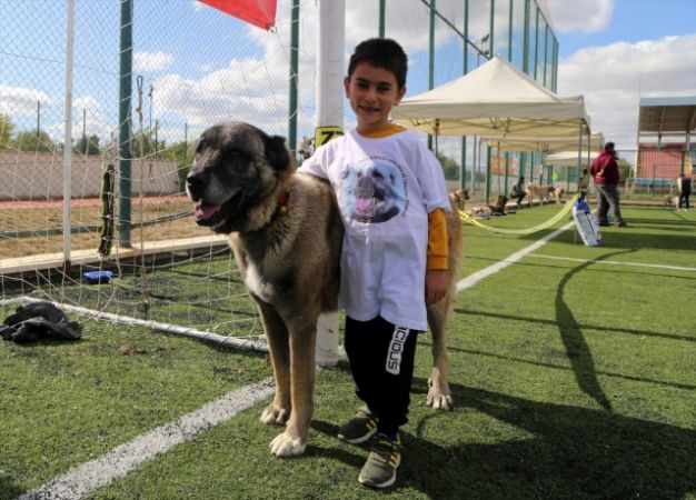 Sivas'ta Kangal köpekleri, sahipleriyle jürinin karşısına çıktı 12