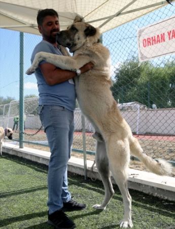 Sivas'ta Kangal köpekleri, sahipleriyle jürinin karşısına çıktı 13