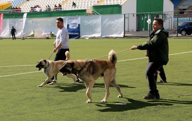 Sivas'ta Kangal köpekleri, sahipleriyle jürinin karşısına çıktı 7