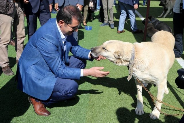 Sivas'ta Kangal köpekleri, sahipleriyle jürinin karşısına çıktı 8