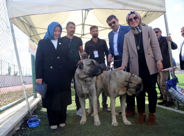 Sivas'ta Kangal köpekleri, sahipleriyle jürinin karşısına çıktı 9