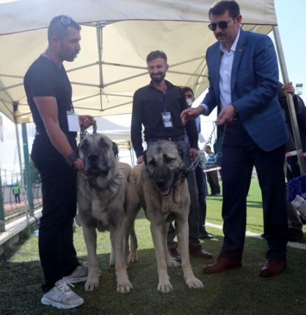 Sivas'ta Kangal köpekleri, sahipleriyle jürinin karşısına çıktı 10