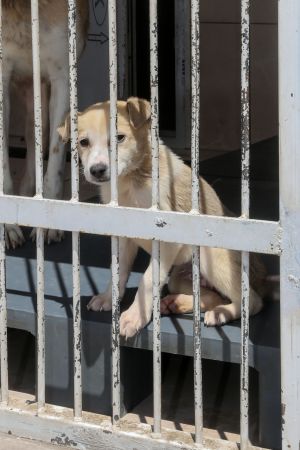 Ankara Yenimahalle'de 232 köpek sıcak yuvaya kavuştu 2