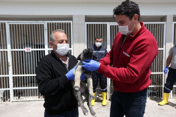 Ankara Yenimahalle'de 232 köpek sıcak yuvaya kavuştu 4