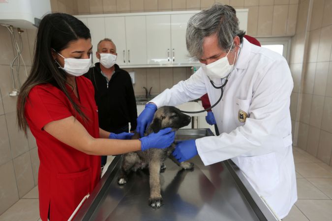 Ankara Yenimahalle'de 232 köpek sıcak yuvaya kavuştu 5