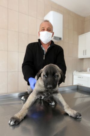 Ankara Yenimahalle'de 232 köpek sıcak yuvaya kavuştu 6