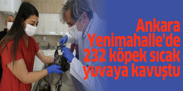 Ankara Yenimahalle'de 232 köpek sıcak yuvaya kavuştu 1