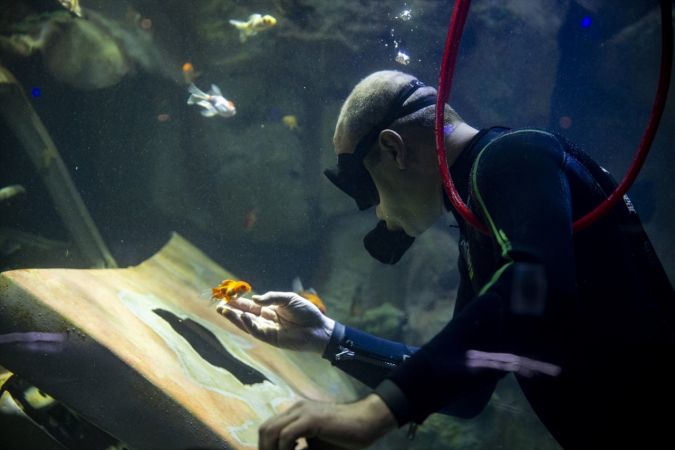 Ankara'nın akvaryum dalgıcının sudaki çalışması ziyaretçilerden ilgi görüyor 2