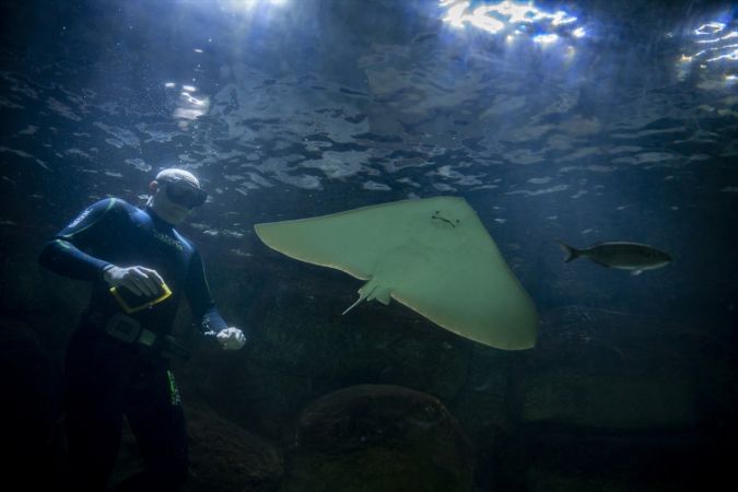 Ankara'nın akvaryum dalgıcının sudaki çalışması ziyaretçilerden ilgi görüyor 11