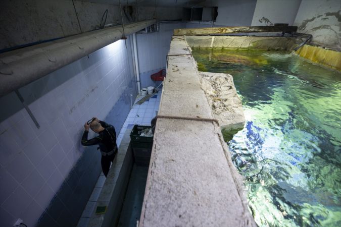 Ankara'nın akvaryum dalgıcının sudaki çalışması ziyaretçilerden ilgi görüyor 16