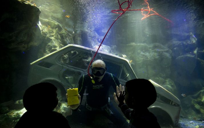 Ankara'nın akvaryum dalgıcının sudaki çalışması ziyaretçilerden ilgi görüyor 18