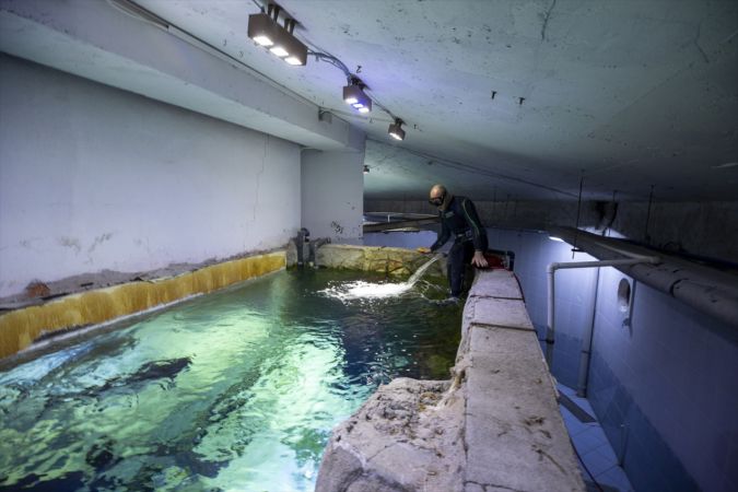 Ankara'nın akvaryum dalgıcının sudaki çalışması ziyaretçilerden ilgi görüyor 20