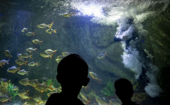 Ankara'nın akvaryum dalgıcının sudaki çalışması ziyaretçilerden ilgi görüyor 23