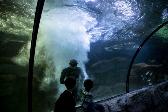 Ankara'nın akvaryum dalgıcının sudaki çalışması ziyaretçilerden ilgi görüyor 28