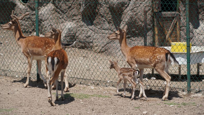 Keçiören Doğal Yaşam Parkı’nın yeni misafirlerine “Keçiko” ve “Geyiko” isimleri verildi 1