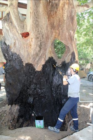 Ankara Güdül ilçesinde 650 yaşındaki tarihi çınar ağacı işte böyle kurtarıldı 1