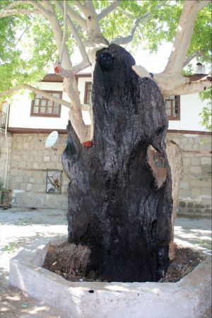 Ankara Güdül ilçesinde 650 yaşındaki tarihi çınar ağacı işte böyle kurtarıldı 2