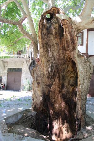Ankara Güdül ilçesinde 650 yaşındaki tarihi çınar ağacı işte böyle kurtarıldı 3