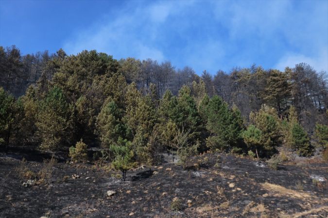 Kastamonu'da çıkan orman yangınına müdahale ediliyor 3