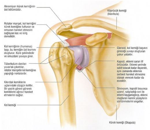 Omuz ağrıları nedenleri ve tedavisi! 7