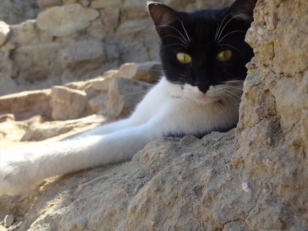 Arkeoloğun topraktan çıkarıp hayata döndürdüğü kedi kazı alanının maskotu oldu 1