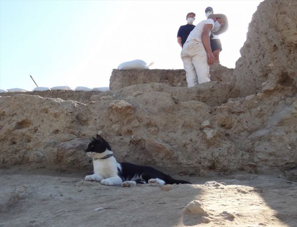 Arkeoloğun topraktan çıkarıp hayata döndürdüğü kedi kazı alanının maskotu oldu 7