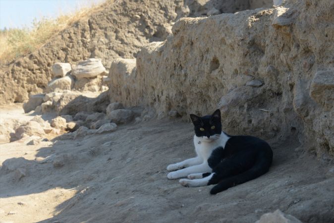 Arkeoloğun topraktan çıkarıp hayata döndürdüğü kedi kazı alanının maskotu oldu 8