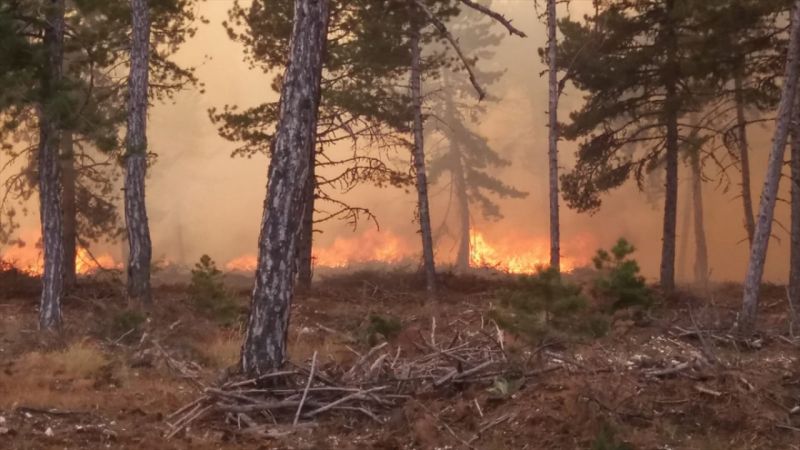 Ankara'da  Korkutan Orman Yangını! Söndürme Çalışmaları devam ediyor... 2