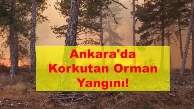 Ankara'da  Korkutan Orman Yangını! Söndürme Çalışmaları devam ediyor... 1