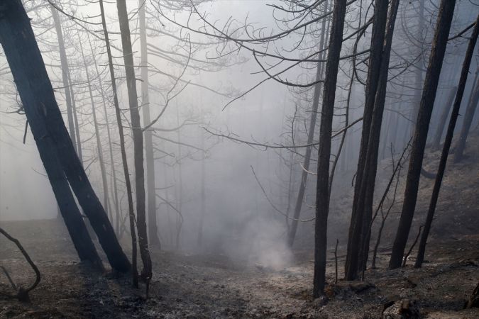 ABB Başkanı Yavaş, Nallıhan'daki orman yangını bölgesinde incelemelerde bulundu 14