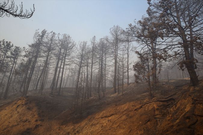 ABB Başkanı Yavaş, Nallıhan'daki orman yangını bölgesinde incelemelerde bulundu 15
