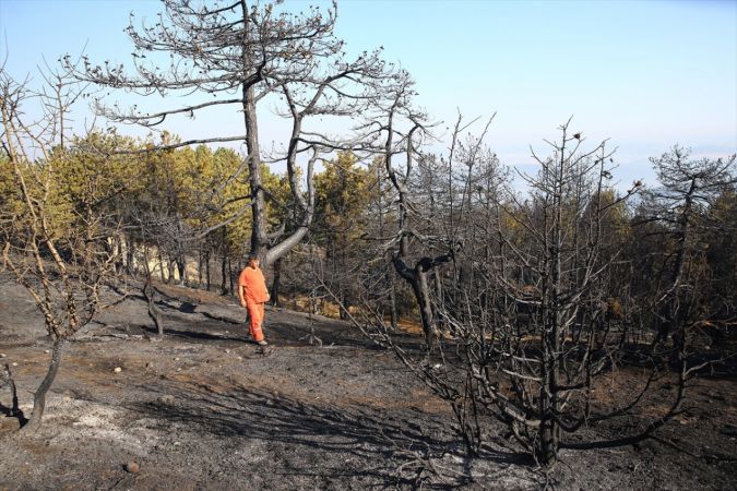 ABB Başkanı Yavaş, Nallıhan'daki orman yangını bölgesinde incelemelerde bulundu 16