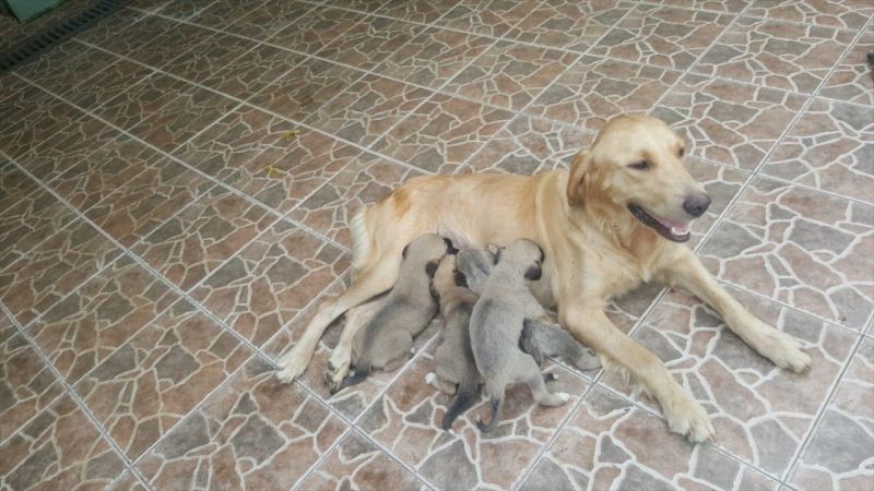 Trabzon'da anneleri ölen 4 köpek yavrusu koruma altına alındı 3