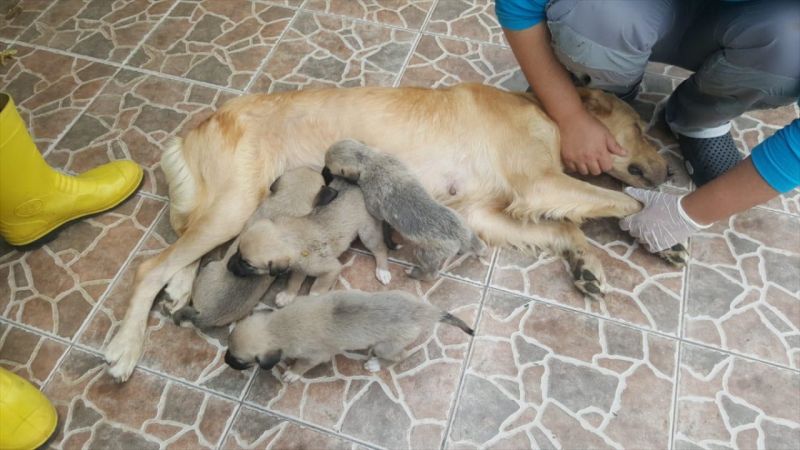 Trabzon'da anneleri ölen 4 köpek yavrusu koruma altına alındı 2