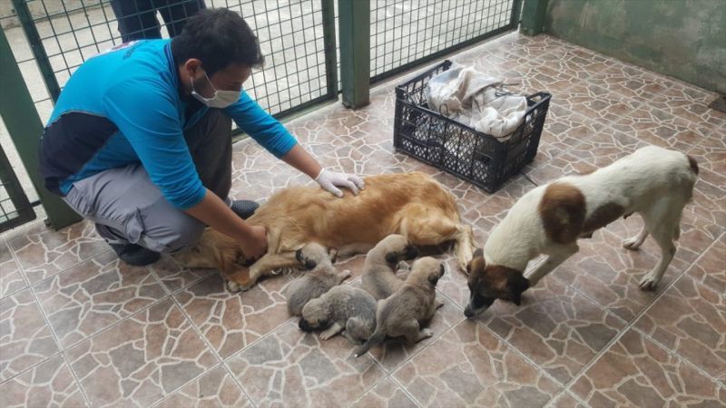 Trabzon'da anneleri ölen 4 köpek yavrusu koruma altına alındı 1