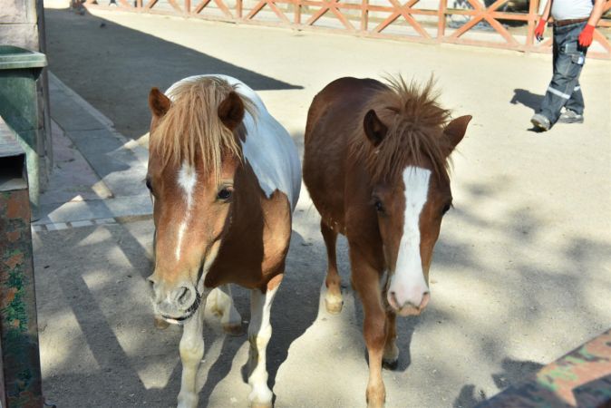 Keçiören Evcil Hayvanlar Parkı’nın yeni üyeleri dünyaya gözlerini açtı - Ankara 2