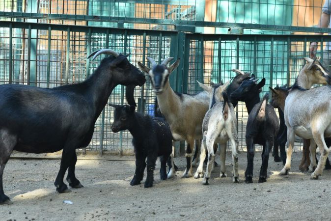 Keçiören Evcil Hayvanlar Parkı’nın yeni üyeleri dünyaya gözlerini açtı - Ankara 3