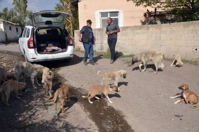 Baraj nedeniyle boşaltılan köyde aç kalan köpeklere vatandaşlar sahip çıktı 2