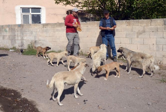 Baraj nedeniyle boşaltılan köyde aç kalan köpeklere vatandaşlar sahip çıktı 3