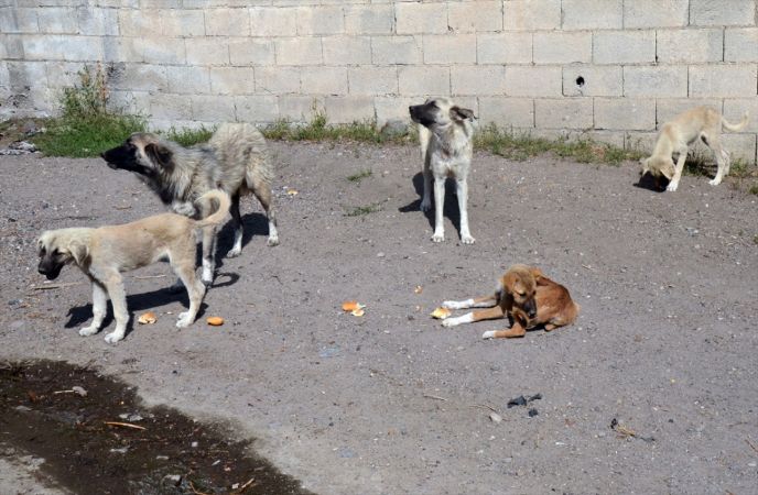 Baraj nedeniyle boşaltılan köyde aç kalan köpeklere vatandaşlar sahip çıktı 4