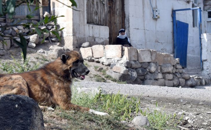 Baraj nedeniyle boşaltılan köyde aç kalan köpeklere vatandaşlar sahip çıktı 5
