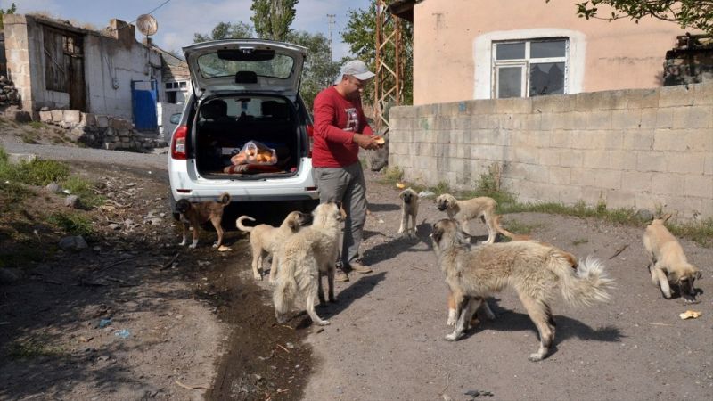 Baraj nedeniyle boşaltılan köyde aç kalan köpeklere vatandaşlar sahip çıktı 9