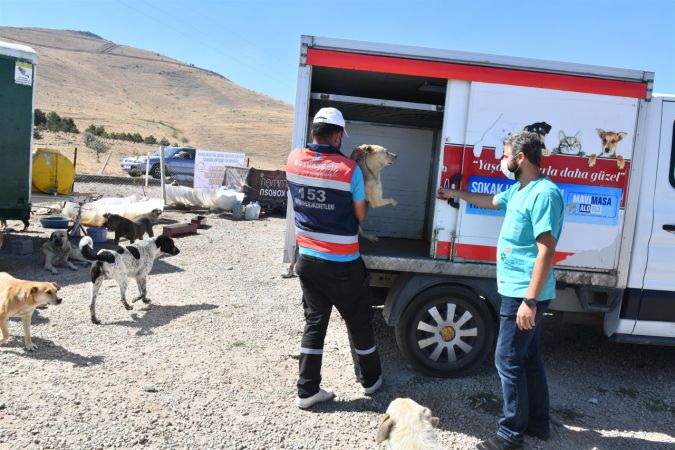 Ankara Büyükşehir can dostlara destek olmaya devam ediyor 10