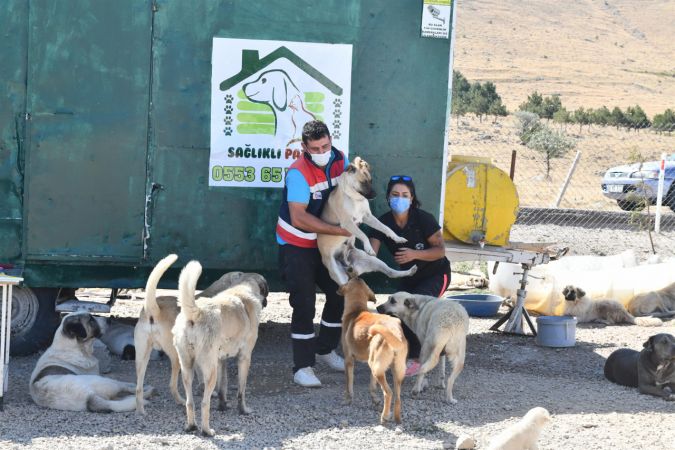 Ankara Büyükşehir can dostlara destek olmaya devam ediyor 12