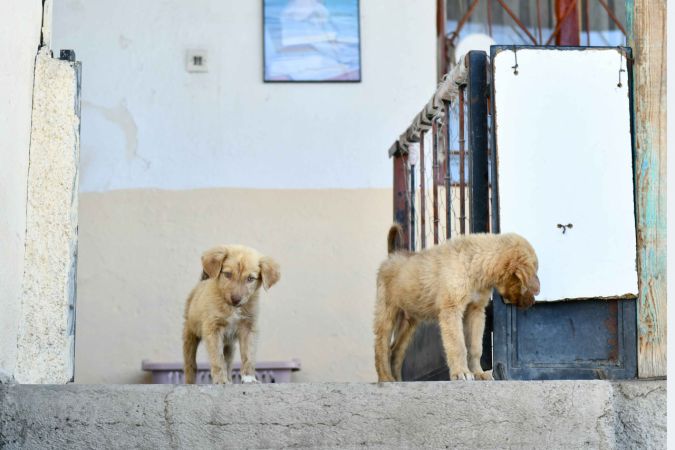 Ankara Büyükşehir Belediyesi hayvanseverlerle iş birliğini sürdürüyor 3