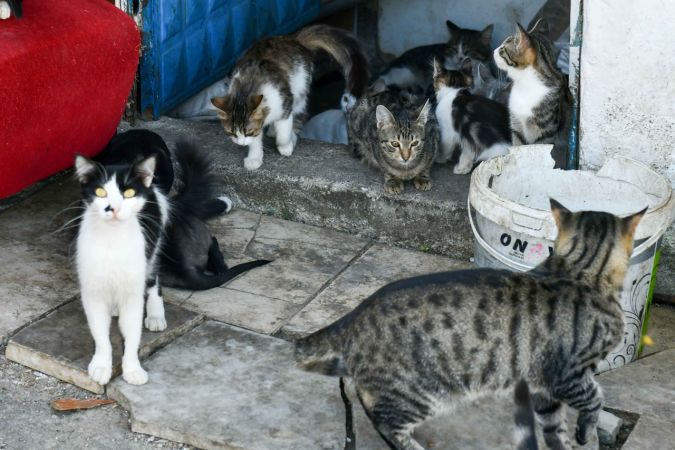 Ankara Büyükşehir Belediyesi hayvanseverlerle iş birliğini sürdürüyor 8
